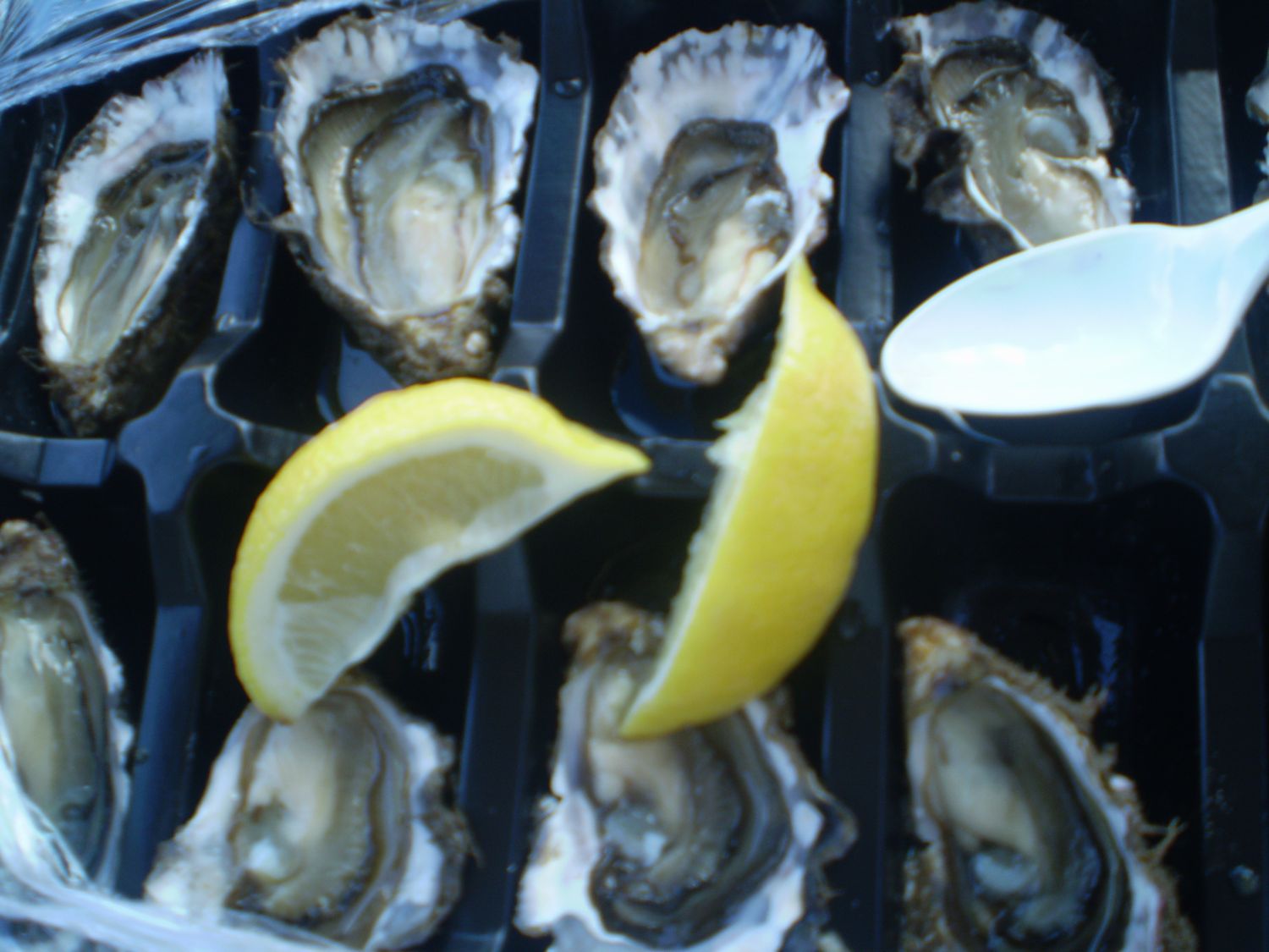 oyster.jpg